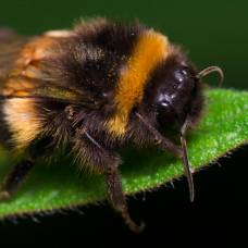 Шмели, или земляные пчёлы (bombus)