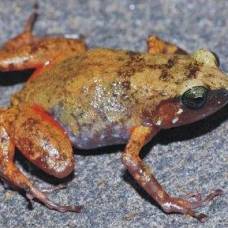 Четыре новых вида лягушек найдены на мадагаскаре