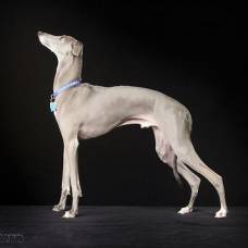Левретка (italian greyhound)