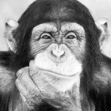 Смекалистая шимпанзе