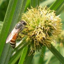 У пчёл открыт запасной механизм престолонаследия