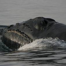 Северная популяция гладких китов тихого океана оказалась за гранью выживаемости