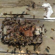 О пасеке, пчёлах и мёде (часть 1)