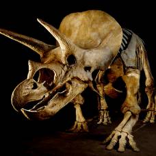 Трицератопсы и торозавры представляют собой разные стадии роста одного динозавра