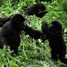 Биологи застали горилл за игрой в салочки