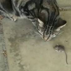 Кошки-Мышки