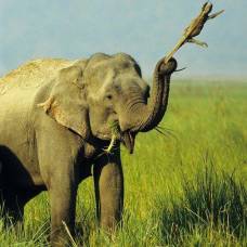 Слоновье воспитание по макаренко