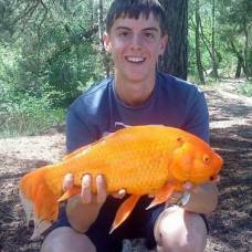 Школьник поймал 40-сантиметровую золотую рыбку