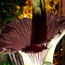 В токио зацвел самый большой в мире цветок - аморфофаллус титанический