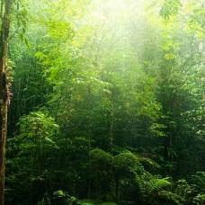 Биоразнообразие тропических лесов сократится наполовину к 2100 году
