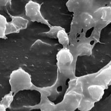 У бактерий нашли чувство обоняния
