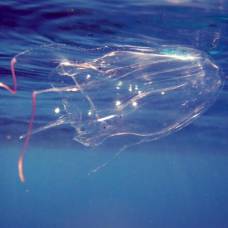 Aвстралийская кубическая медуза, или морская оса (chironex fleckeri)