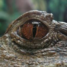 Крокодилы (crocodylia)