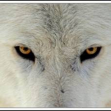 Полярный волк (canis lupus tundrorum)