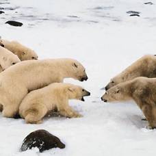 Охотники на тюленей