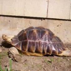 Из магазина в делавере украли 22-килограммовую черепаху