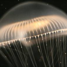 Белок медуз осветил будущее солнечной энергетики