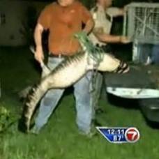Однорукий житель флориды спас аллигатора