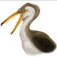 Доисторическая птица установила рекорд размаха крыльев