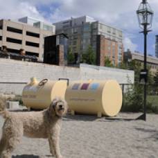 Городской парк осветили отходы выгуливаемых псов