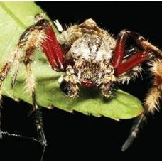 Паук caerostris darwini плетёт самую большую паутину