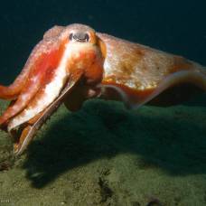 Каракатицы (myopsida или sepiida)