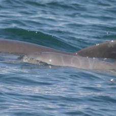 Дельфины пробуют изобрести межвидовой язык
