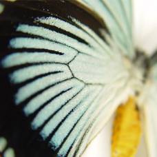 Бабочки от кристофера марли