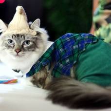 Выставка кошек algonquin cat fashion show 2010