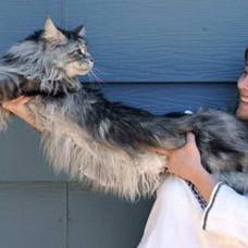 123-Сантиметровый кот попал в книгу рекордов гиннесса