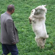 Китаец научил танцующую козу охранять дом