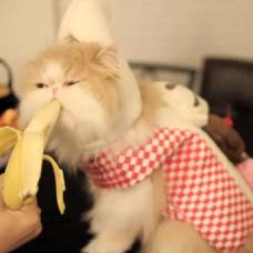 Кот оказался любителем бананов