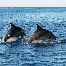 Социальная структура популяции дельфинов своей сложностью напоминает человеческую
