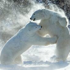 После полувекового запрета откроется охота на белых медведей.