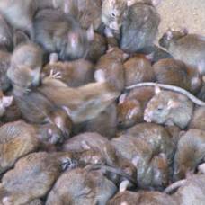 Жителям калифорнии раздадут тысячу крыс
