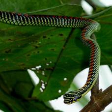 Древесная змея chrysopelea paradisi способна двигаться по воздуху