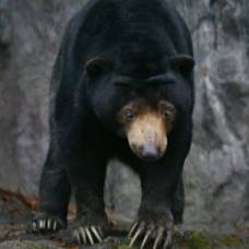 Из южнокорейского зоопарка сбежал медведь