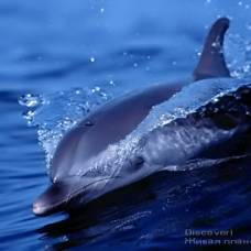 Ученые нашли секрет скорости дельфина