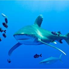 Длиннокрылая акула (carcharhinus longimanus)