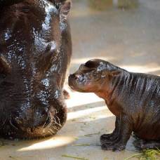В зоопарке города майами родился карликовый бегемот