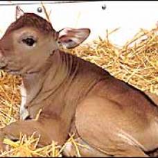 Клонированные коровы произвели революцию в сыроварении