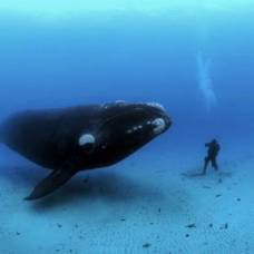Подводный мир брайана скерри (brian skerry)