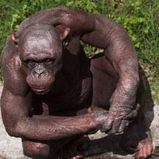 Лысый шимпанзе по кличке гуру