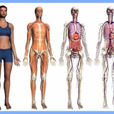 Google перевёл человеческое тело в 3d