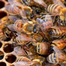 Британские учёные разработали потенциально эффективный способ борьбы со злейшим врагом пчёл — клещом варроа
