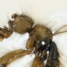 Волосатая муха (mormotomyia hirsuta)