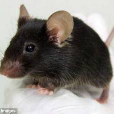 Японские ученые создали генномодифицированную мышь которая чирикает как птичка