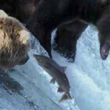 Медведи гризли на ловле лосося