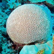 Тропические кораллы