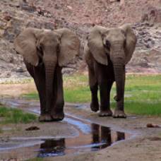 Биологи поделили слонов африки на два вида